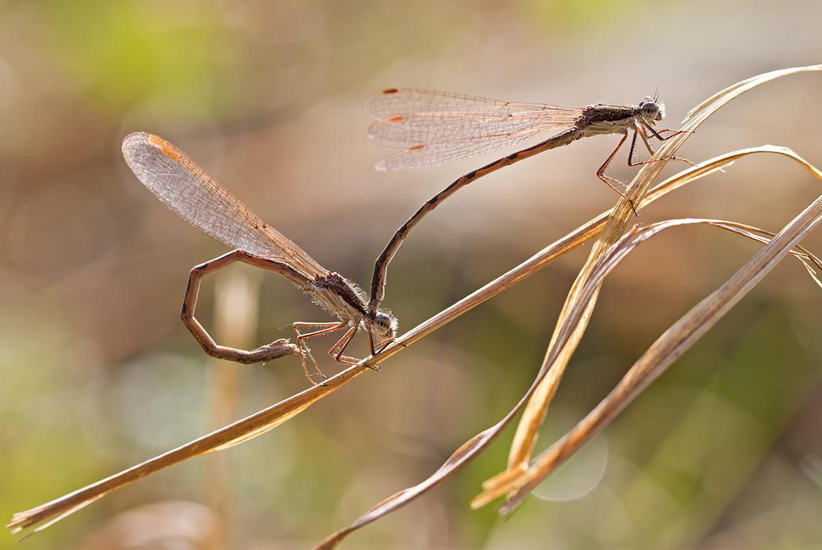 _MG_7857_Gemeine Winterlibelle.jpg