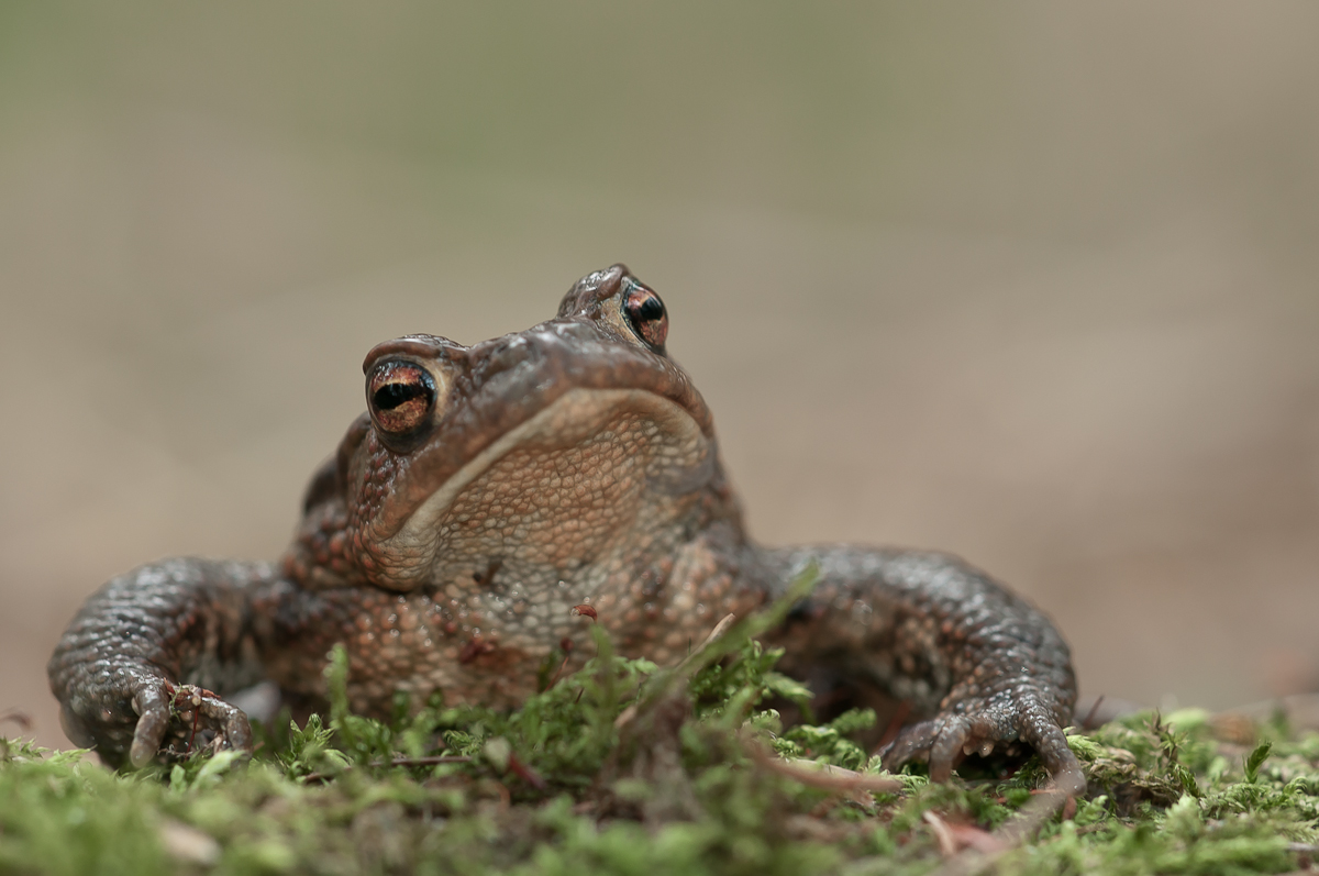 Erdkröte Bufo bufo-7460.jpg