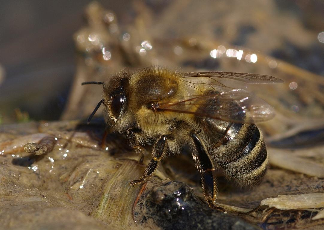 Bienchen an der Quelle.JPG