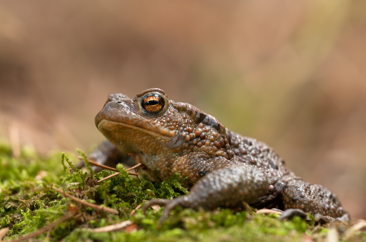 Erdkröte Bufo bufo-7512.jpg