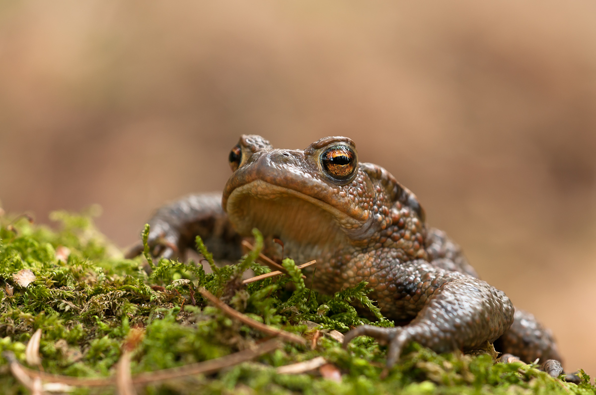 Erdkröte Bufo bufo-7511.jpg