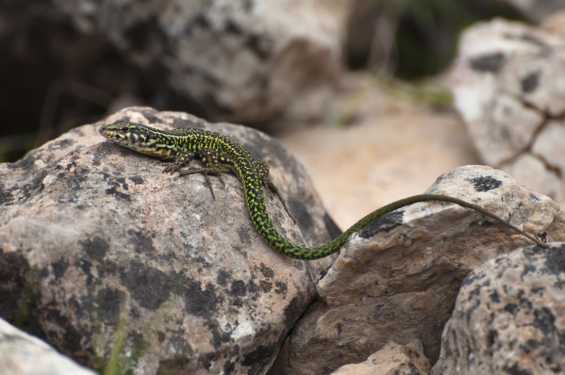 Tyrrhenische-Mauereidechse-male2.jpg