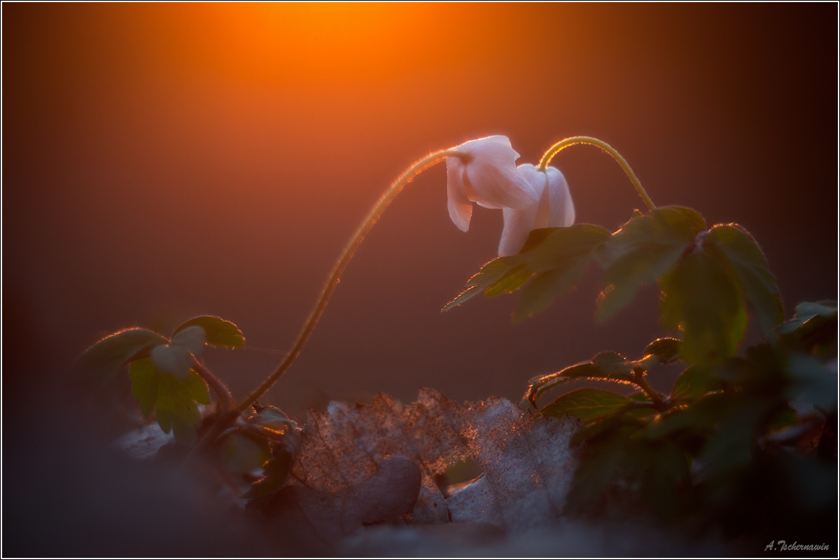 Anemone_nemorosa_1_90_f2_8_ISO100_83UzW2.jpg