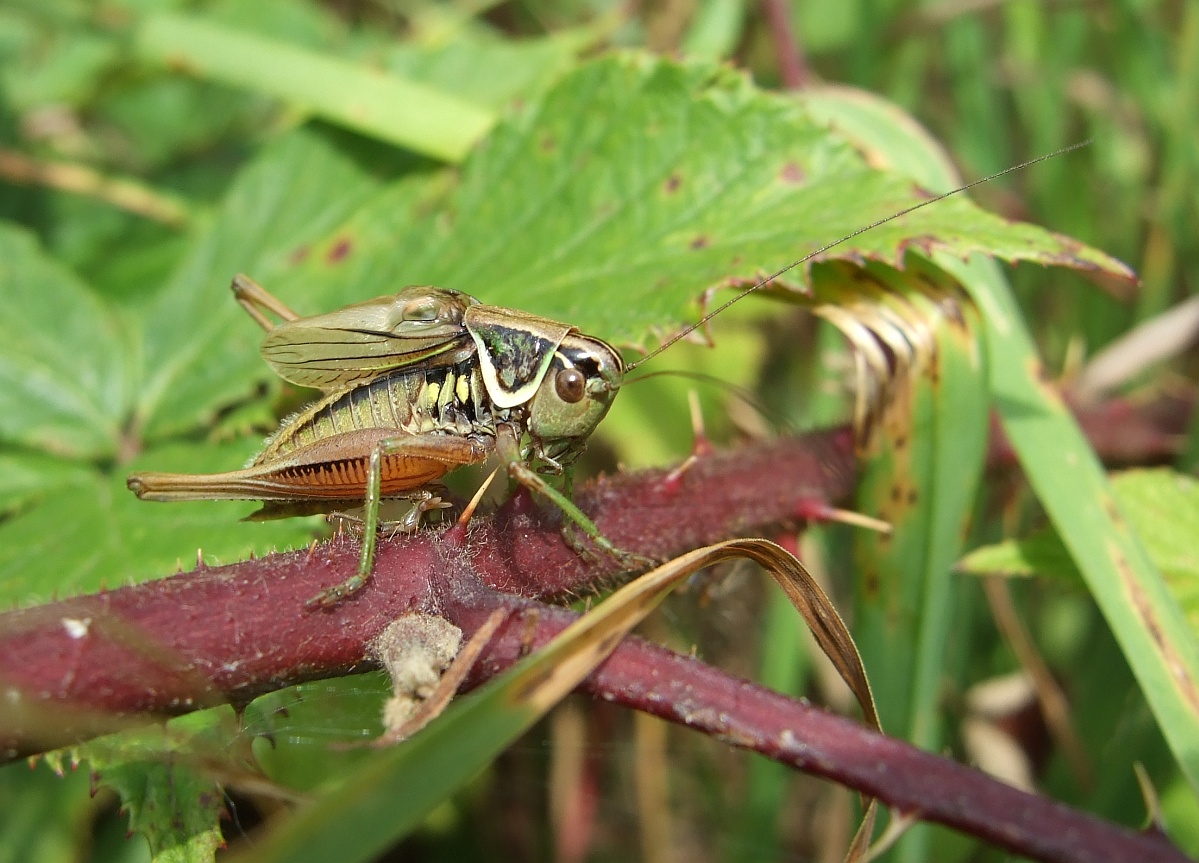 Roesels Beißschrecke1.jpg