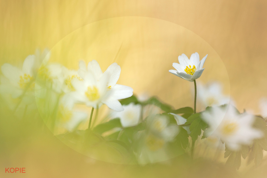 Kopie Gabrieles BWR.jpg