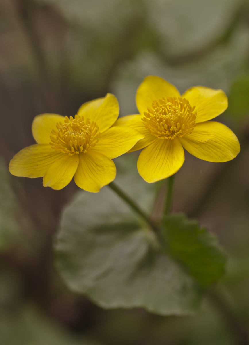 sumpfdotterblume2.jpg