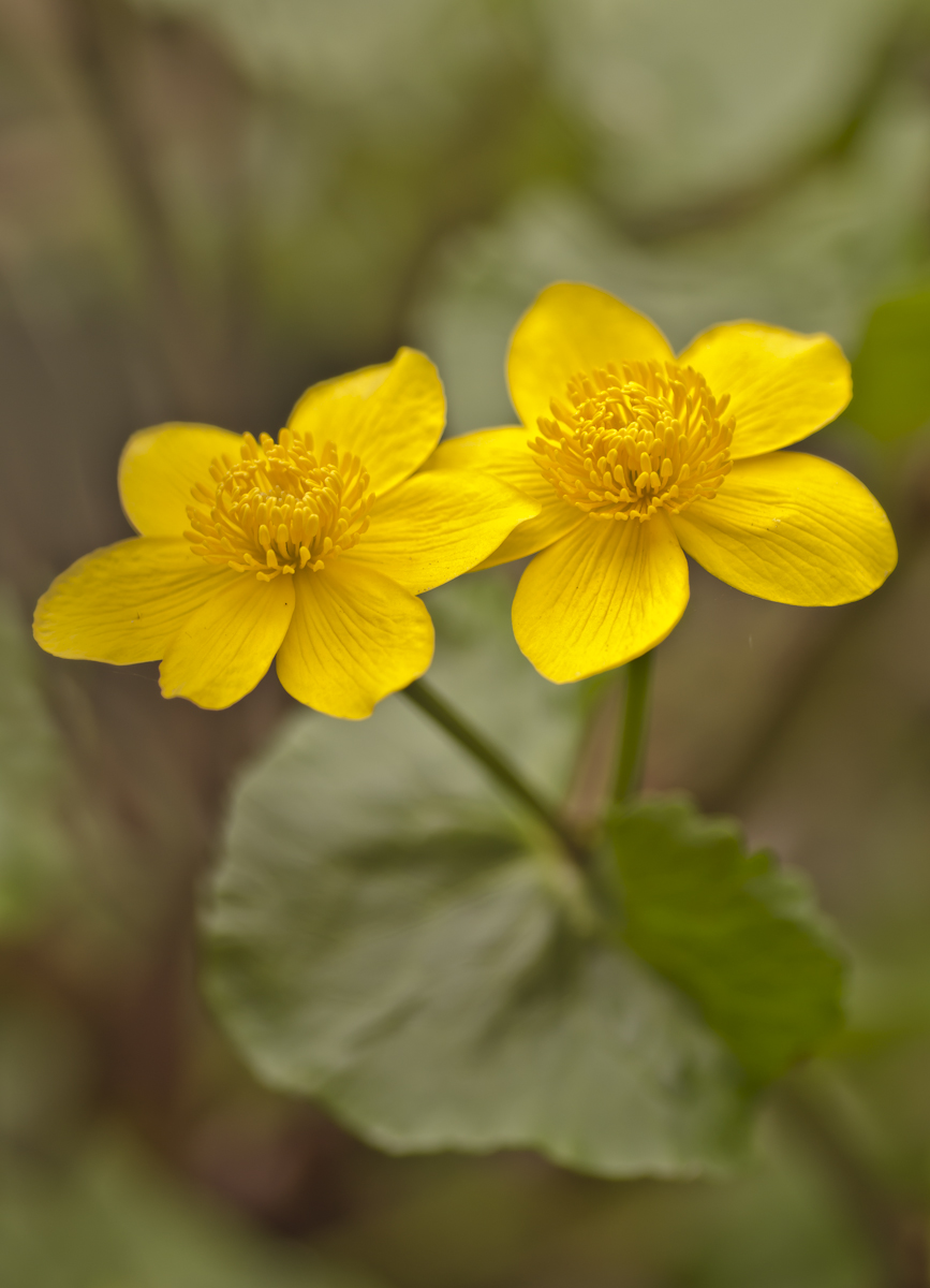 sumpfdotterblume.jpg