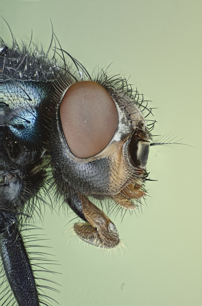 2012-04-05-14.53.01 ZS PMax_Topaz_Reflector.JPG