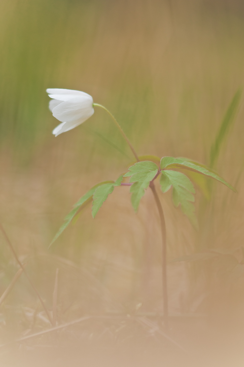 Buschwindröschen geschlossen-7593.jpg
