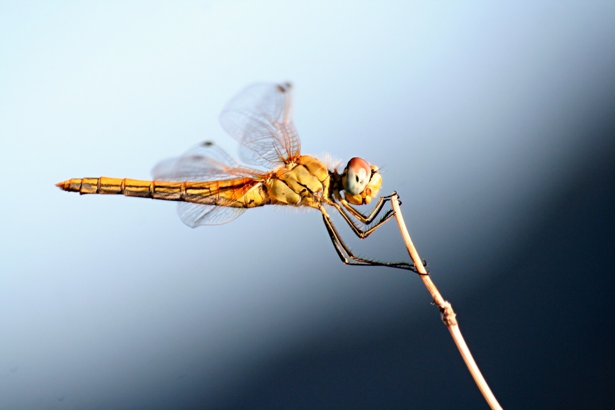 Libelle im Profil.jpg