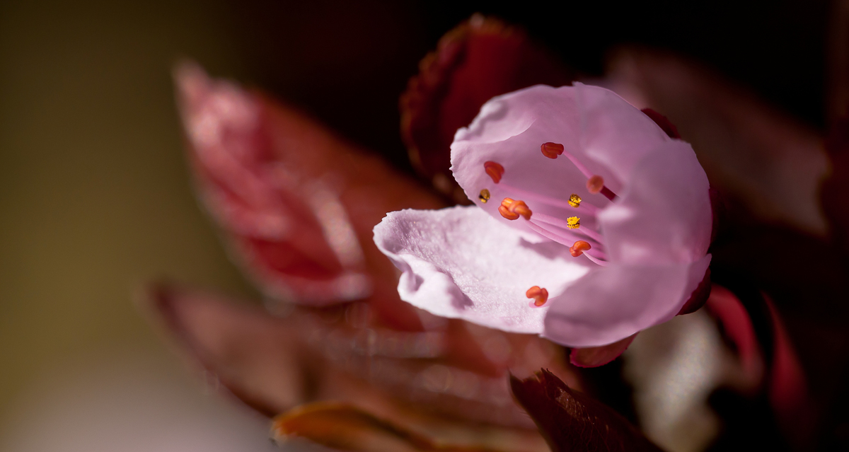 Blutpflaumenblüte 2.jpg