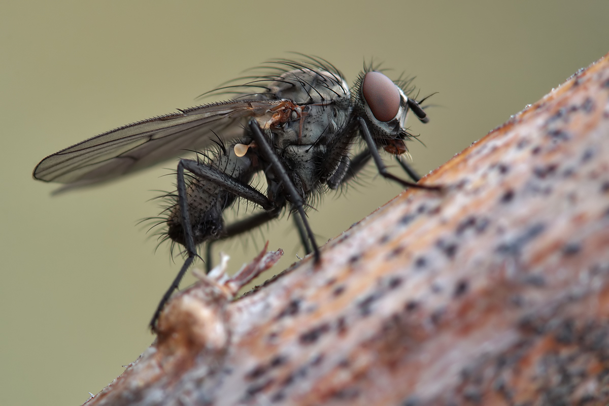 Fliege_Zackenflügelrand_IMG_5811.jpg