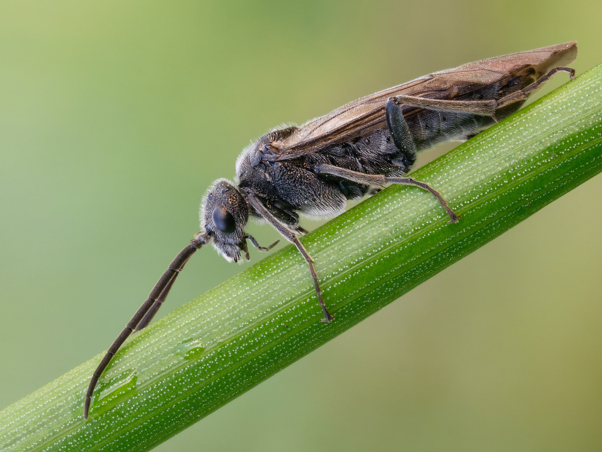 Comp_P4212216-2.jpg