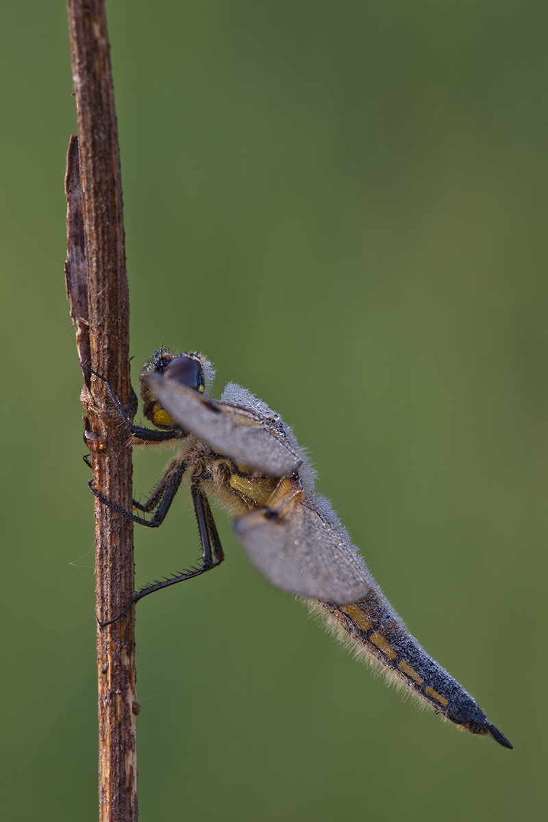 _MG_4945_Libellula quadrimaculata.jpg