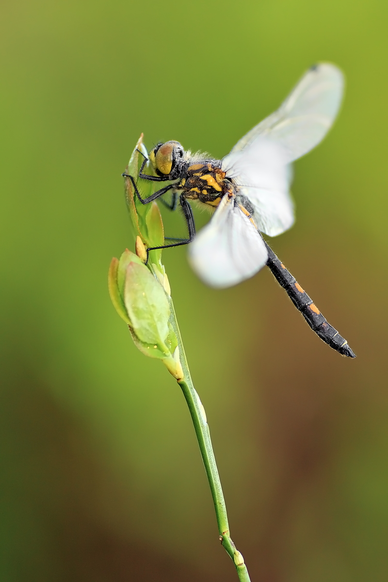 10.05.2012-moor 068.JPG