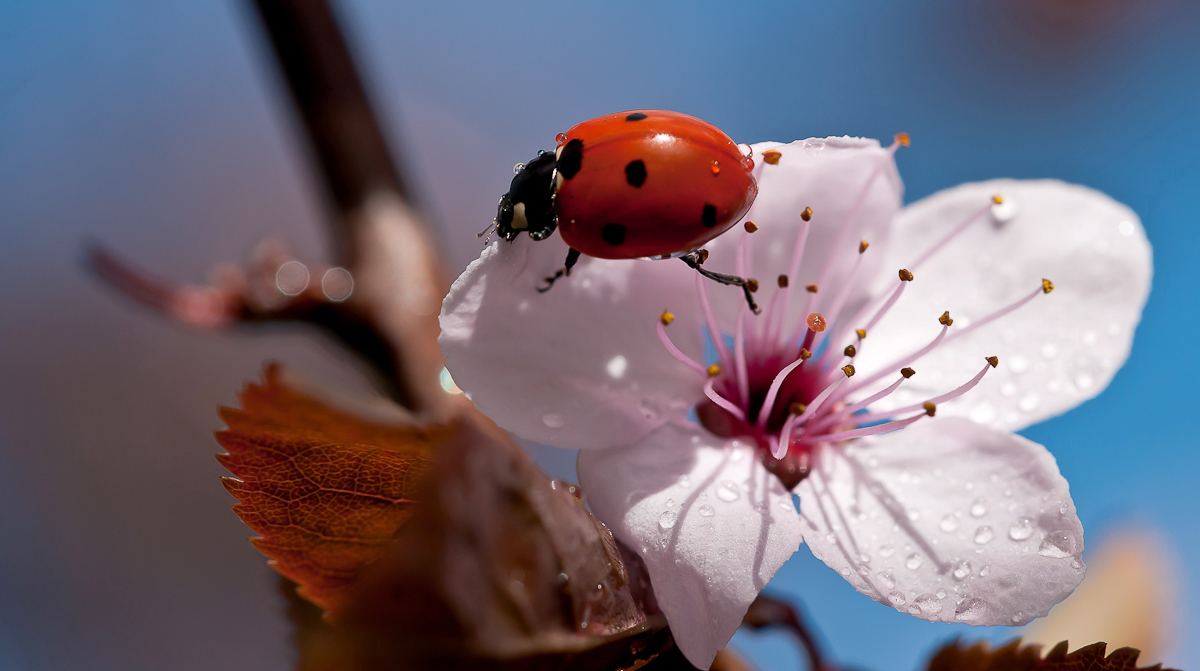 Marienkäfer auf Blutpflaumenblüte 3.jpg