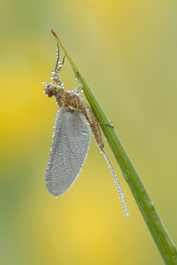 comp__DSC1150JPG.jpg