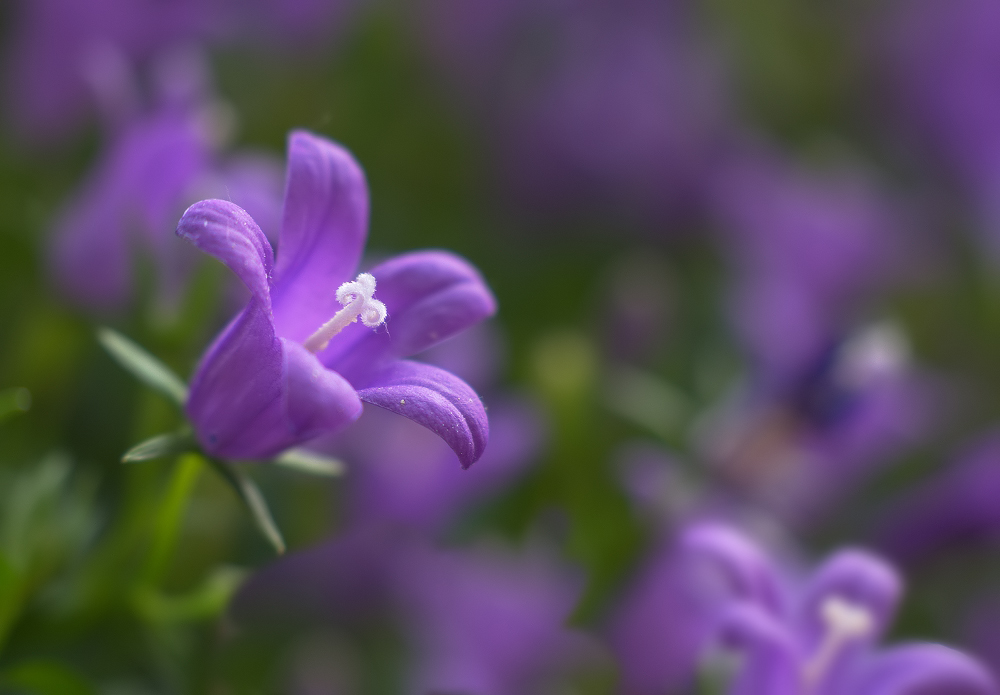RGB_DSC_2431_7.jpg