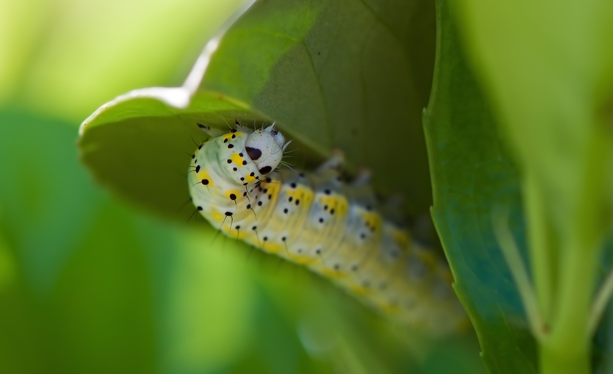 DSC_5014 jpeg Panorama.jpg