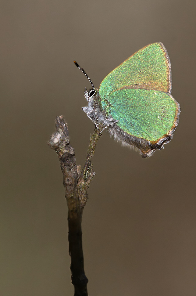 Grüner Zipfelfalter.jpeg