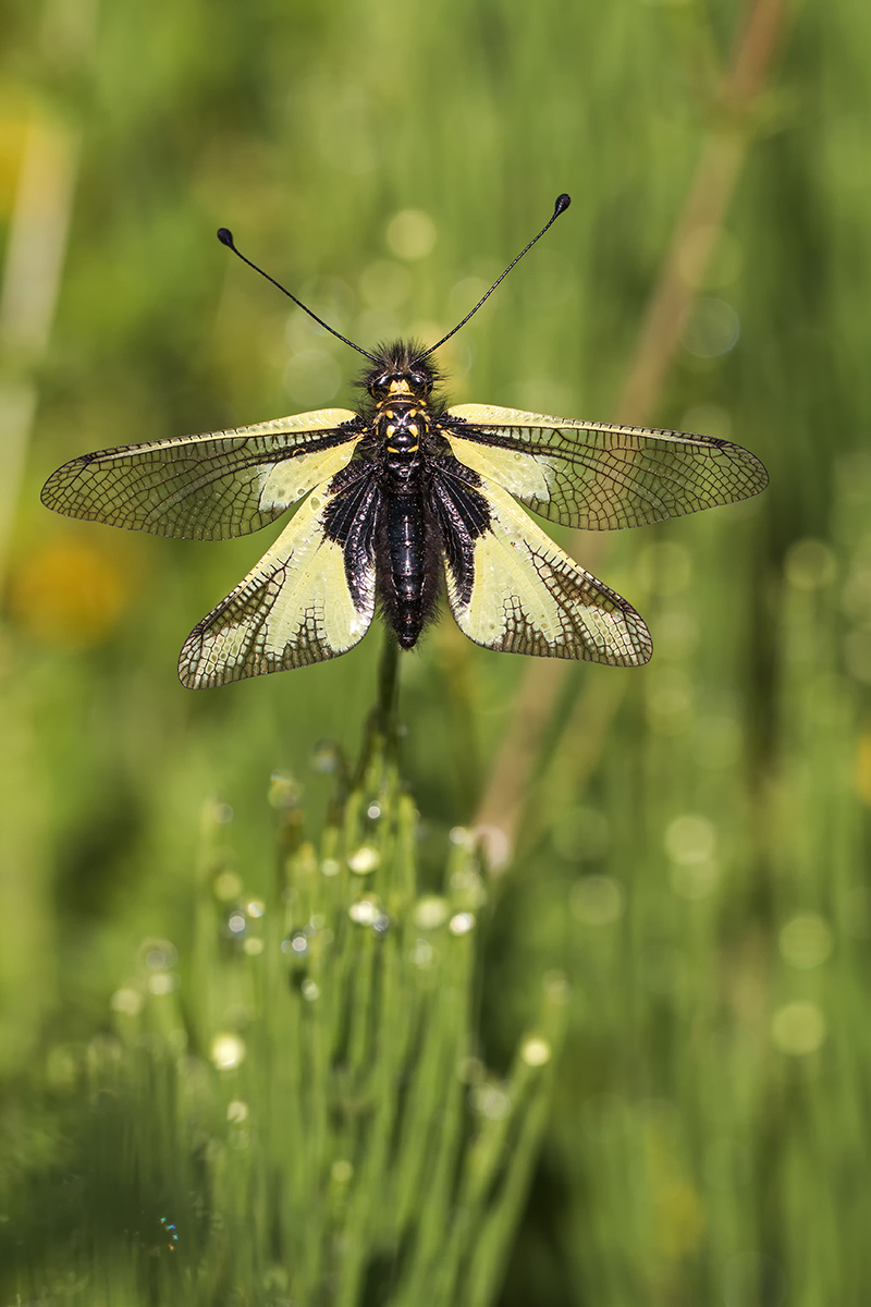 _MG_3445_Libelloides coccajus.jpg