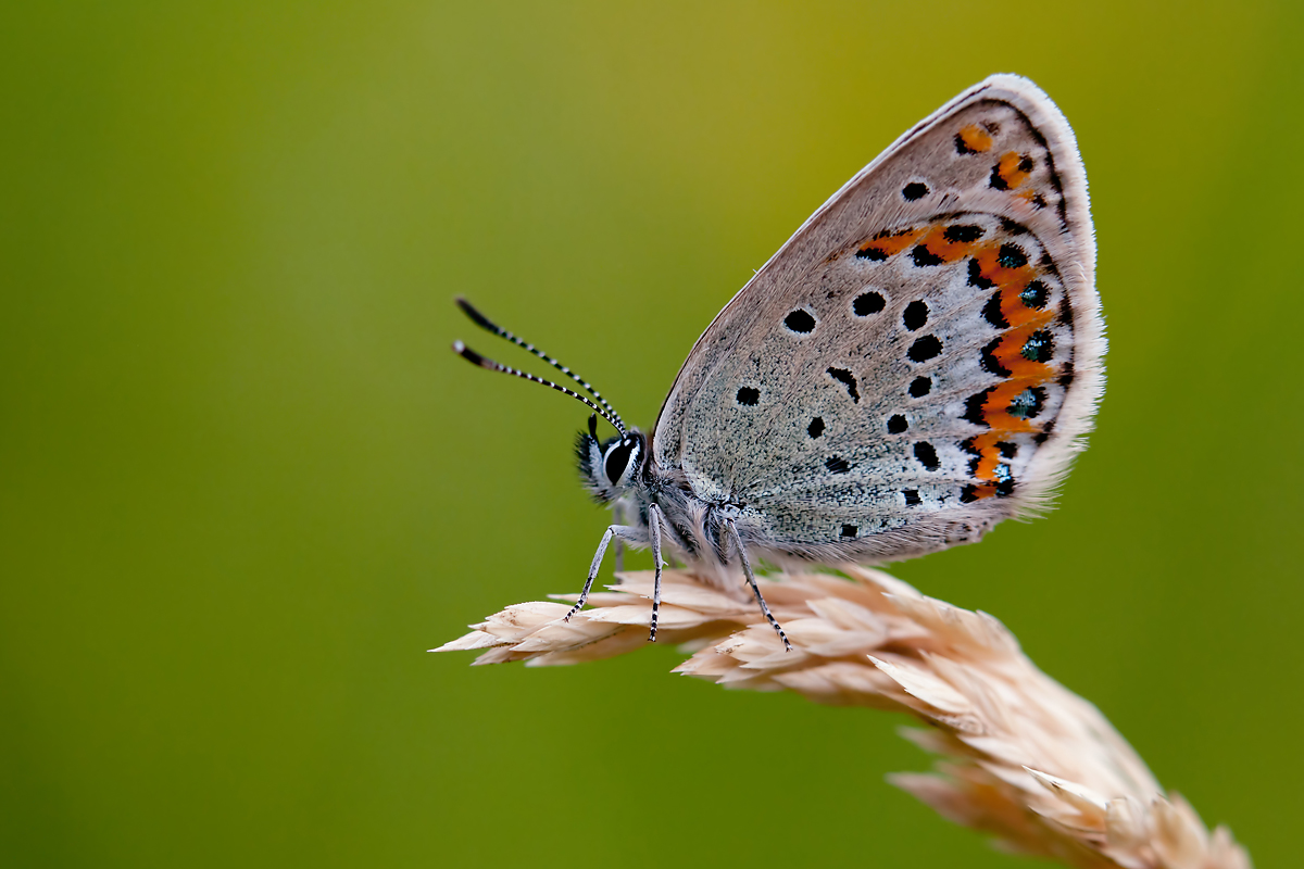 compGinsterbläuling18.5.2012WeiachDSC_3025 84%.jpg