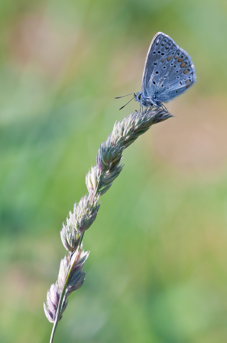 Hauhechel Bläuling-0686.jpg