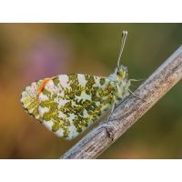 IMG_3503_edited_edited_filtered.jpg (butterfly 27)