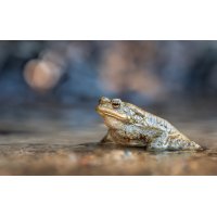 DSC_4311-Verbessert-RR-1-13.jpg (fabyo)