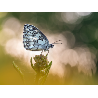 Heraus gekramt.....
(Caro_La) Schachrettfalter_fertig.jpg (Caro_La)