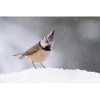 P4253466.jpg (Caro_La)