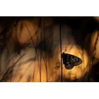 P3057816.jpg (Caro_La)