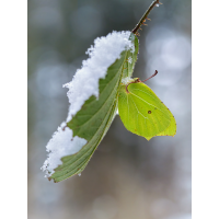 P1831472_02.jpg (Caro_La)