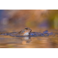 P1250963.jpg (Caro_La)