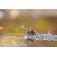 P1883195.jpg (Caro_La)