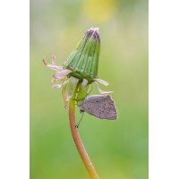 P1970518-2_fertig-5.jpg (Caro_La)