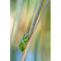 Tiefenentspannung
(Caro_La) P2017196.jpg (Caro_La)