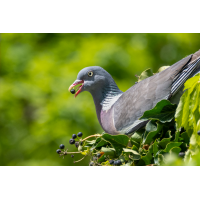 P5158018aus_3_2_1200.jpg (Kleine_Welt)