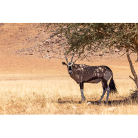 Südliche Oryx (Oryx gazella)_03RK0446.jpg (Klaus Liebel)