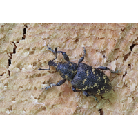 Hylobius abietis 02.jpg (RobinL)