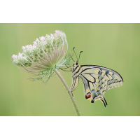 Papilio machaon 02a.jpg (RobinL)