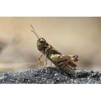 Chorthippus sp 01a.jpg (RobinL)