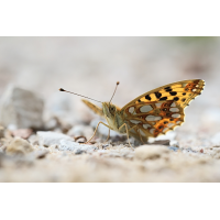 Issoria lathonia 05e.jpg (RobinL)
