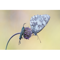 Adscita sp 01.jpg (RobinL)