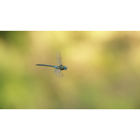 Aeshna mixta 02e Herbst-Mosaikjungfer.jpg (RobinL)