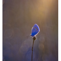 Bläuling im Gegenlicht 1
(Fotoazubi) _J2A2951.jpg (Fotoazubi)