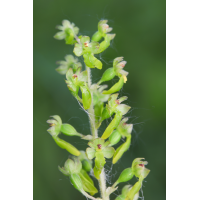 Großes Zweiblatt_Neottia ovata_1a.jpg (CS_Berlin)