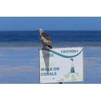 Fischadler_Marsa Alam_2a.jpg (CS_Berlin)