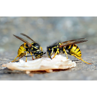 Wespenduo 01.1.JPG (Sitting Bull)