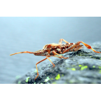 Die wärmere Jahreszeit war schöner
(Sitting Bull) P1313924 _ B _ G _ 1.JPG (Sitting Bull)